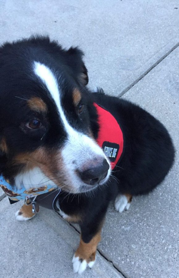 Tootsie, a Bernese Mountain Dog, who has been credentialed since January of 2018. She is 8 years old and still loves her job.