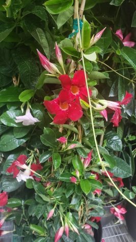 Are you a plant lover? Or a plant killer?