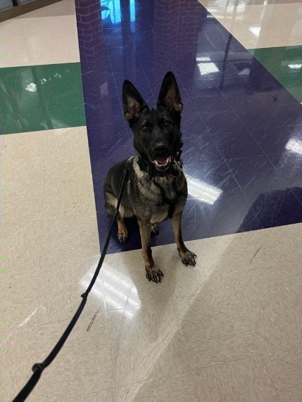 K9 Kya stays at BEMS primarily. She works to keep the whole Brownsburg School Corporation safe one paw at a time! 