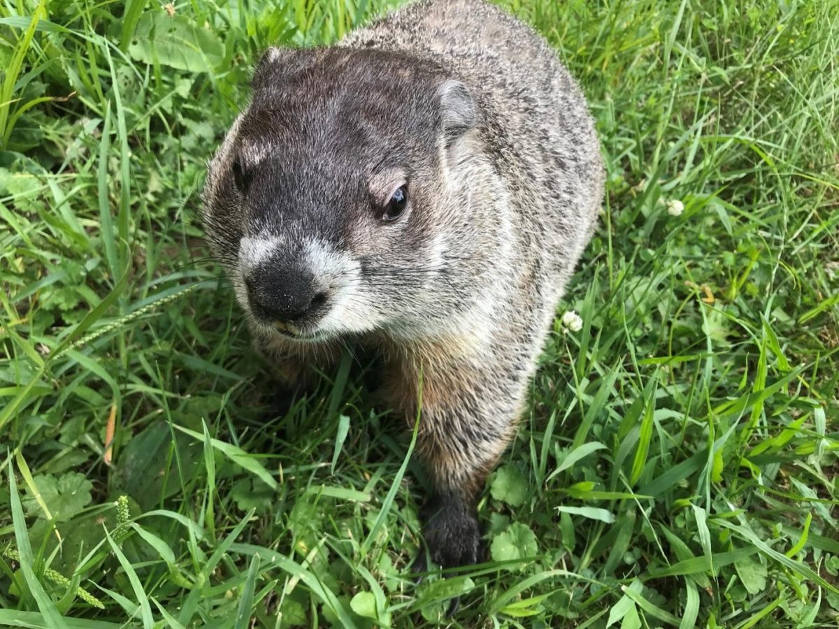 This is Whistle Pig, who has since passed away, but Shoemaker shared that “groundhogs are famous hibernators!” Shoemaker recalled, “He was found with some possible head trauma and had some neurological concerns that made him not always steady on his feet. He was determined unreleased by veterinary staff during rehabilitation and helped teach hundreds, if not thousands, during the time he lived with us.” 