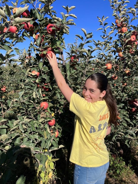 Picking apples at Beasley’s Orchard in Danville, Indiana is a great way to spend the day with family or friends. These apples have been known around Indiana as delicious and fresh—a perfect snack for fall. 